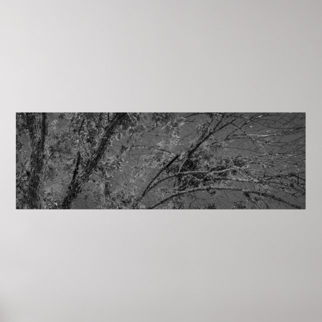 Stora, svarta och vita panoramabilder från träd poster (Framsidan)