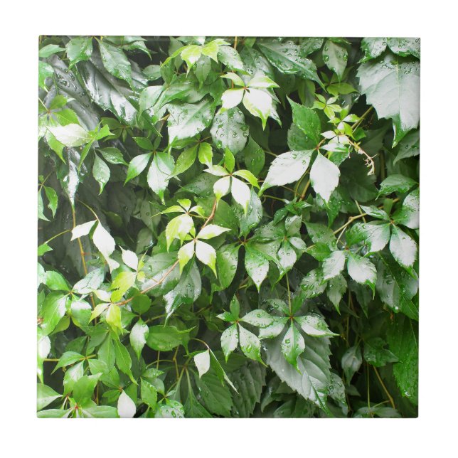 Stora tillväxtar av grönt krypa för murgröna kakelplatta (Framsidan)