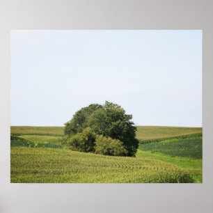 Stora Träd i ett landsbygdskornfält Färg 16 x 20 Poster