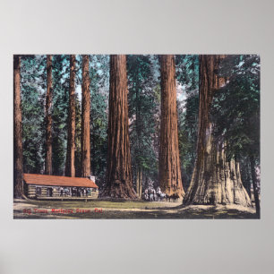 Stora Träd i Mariposa Grove Poster