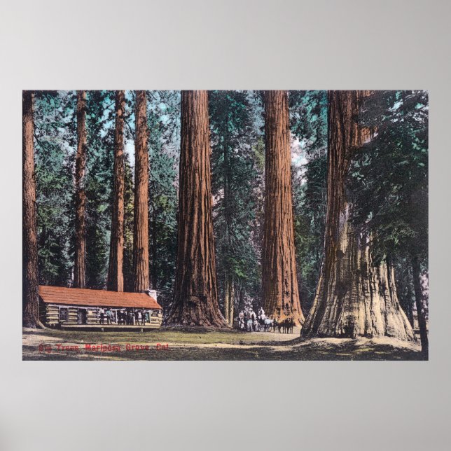 Stora Träd i Mariposa Grove Poster (Framsidan)