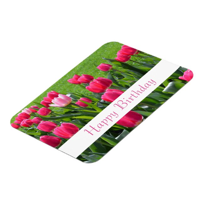 Stora tulpanblommor av vår rosa grattis på födelse magnet (Vänstra Sidan)
