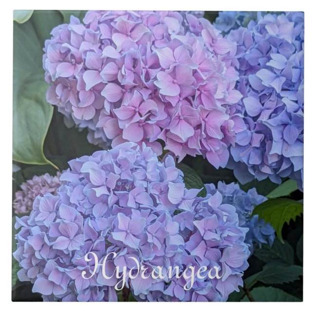 Stora vackra Hydrangea-blommor Blommig Kakelplatta (Framsidan)