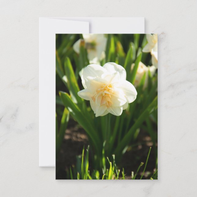 Stora vita daffodier på en vår-dag (Framsida)