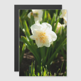 Stora vita daffodier på en vår-dag