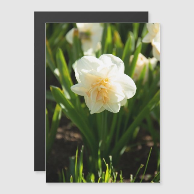 Stora vita daffodier på en vår-dag (Fram/baksida)