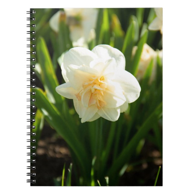 Stora vita daffodier på en vår-dag anteckningsbok (Framsidan)