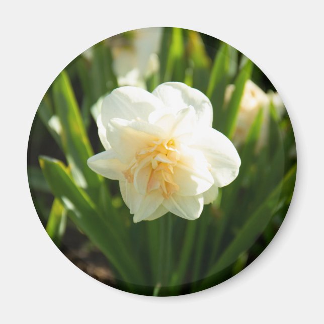 Stora vita daffodier på en vår-dag magnet (Framsidan)