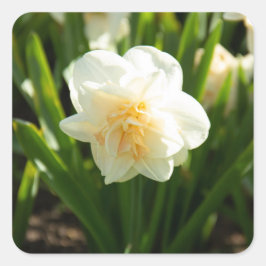 Stora vita narcisser på en vårdag fyrkantigt klistermärke