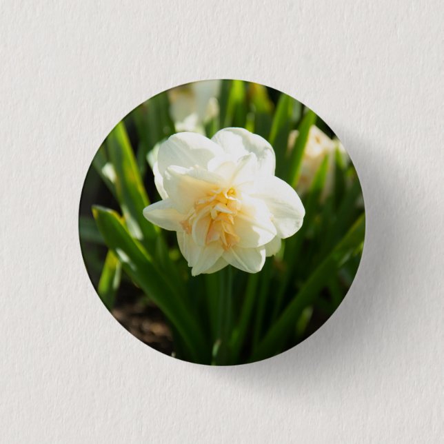 Stora vita narcisser på en vårdag   knapp (Framsida)