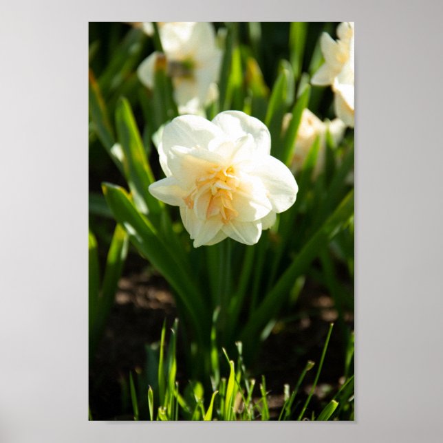 Stora vita narcisser på en vårdag poster (Framsidan)