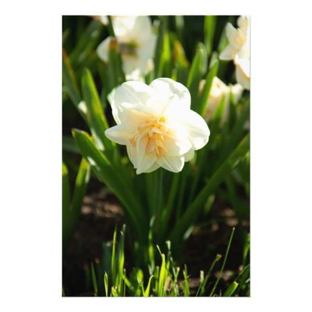 Stora vita narcissus på en vårdag  fototryck (Framsidan)