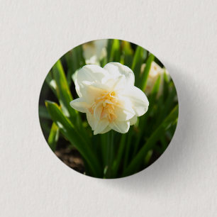 Stora vita narcissus på en vårdag   knapp