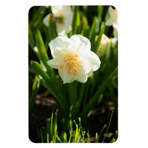Stora vita narcissus på en vårdag magnet