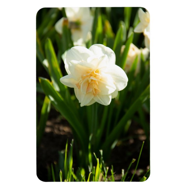 Stora vita narcissus på en vårdag  magnet (Vertikal)