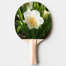 Stora vita narcissus på en vårdag