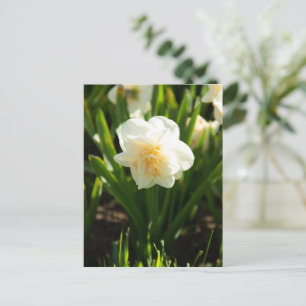 Stora vita narcissus på en vårdag vykort