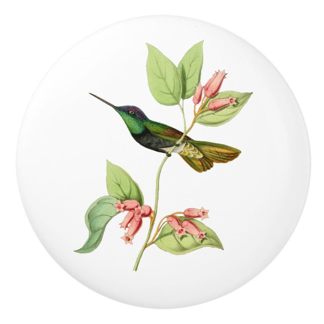 Storartad Hummingbird Knopp (Framsidan)