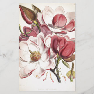 Storartad Magnolia Brevpapper