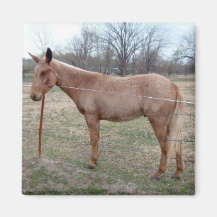 Storartad Mule! Magnet