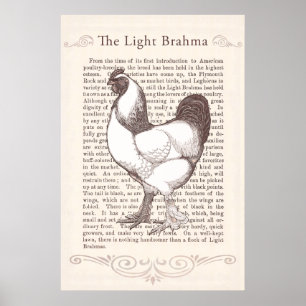Storartat ljust kök för Brahma tuppland Poster