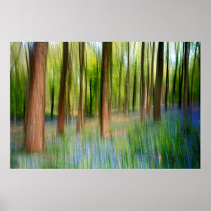 Storbritannien England Bluebell Oak Woodland i Sp Poster