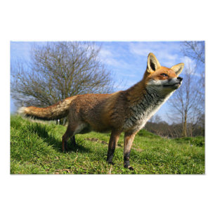 Storbritannien, England. Röd räv Vulpes vulpes) i Fototryck