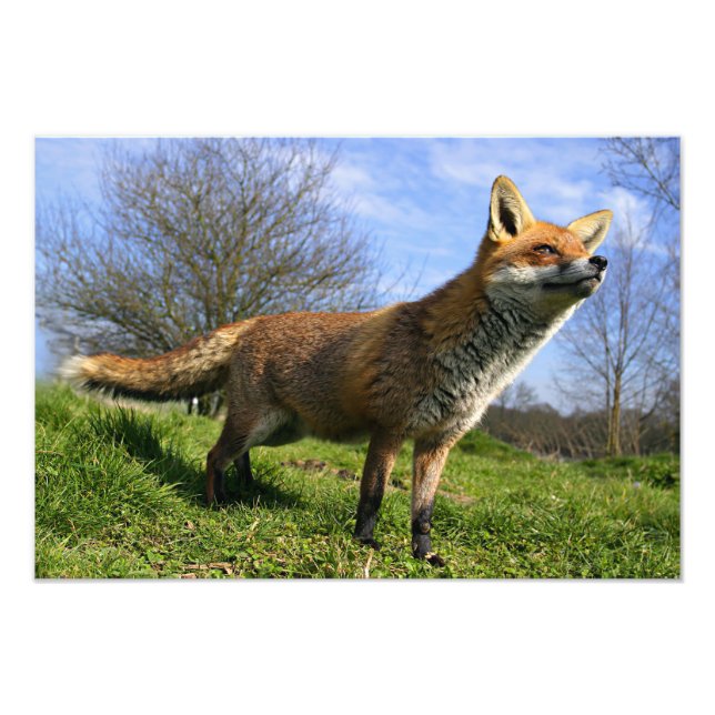 Storbritannien, England. Röd räv Vulpes vulpes) i Fototryck (Framsidan)