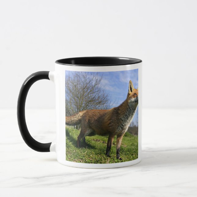 Storbritannien, England. Röd räv Vulpes vulpes) i Mugg (Vänster)
