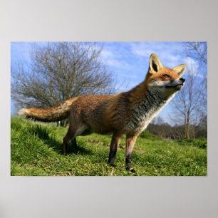 Storbritannien, England. Röd räv (Vulpes vulpes) Poster