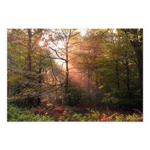 Storbritannien. Forest of Dean. Solstråle som trän Fototryck