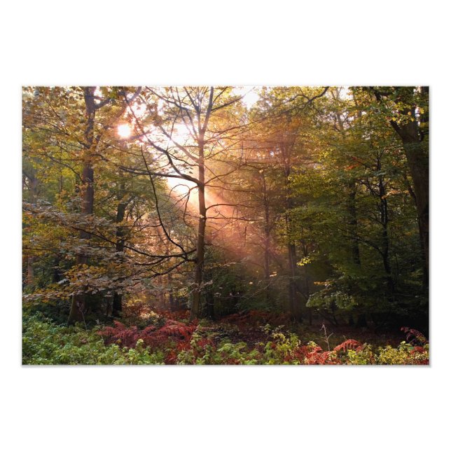Storbritannien. Forest of Dean. Solstråle som trän Fototryck (Framsidan)