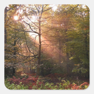 Storbritannien. Forest of Dean. Solstråle som trän Fyrkantigt Klistermärke