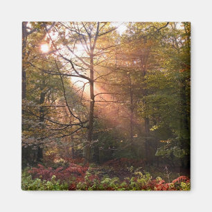 Storbritannien. Forest of Dean. Solstråle som trän Magnet