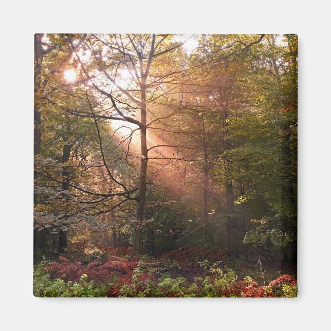 Storbritannien. Forest of Dean. Solstråle som trän Magnet (Framsidan)