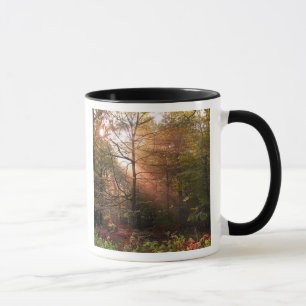 Storbritannien. Forest of Dean. Solstråle som trän Mugg