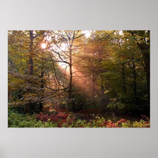 Storbritannien. Forest of Dean. Solstråle som trän Poster (Framsidan)