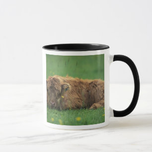 Storbritannien, Skottland. Highlandkalv Mugg