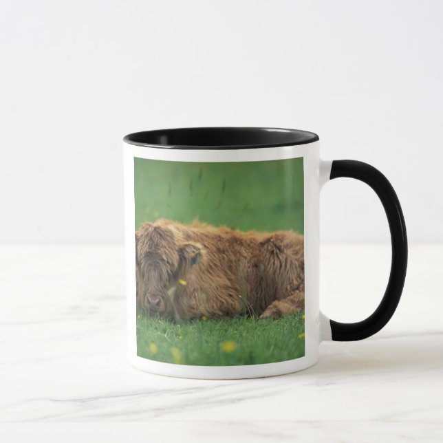 Storbritannien, Skottland. Highlandkalv Mugg (Höger)