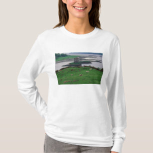 Storbritannien, Skottland, Isle of Skye, gammal Tee