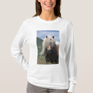 Storbritannien, Skottland, Shetland Islands, Shetl Tee