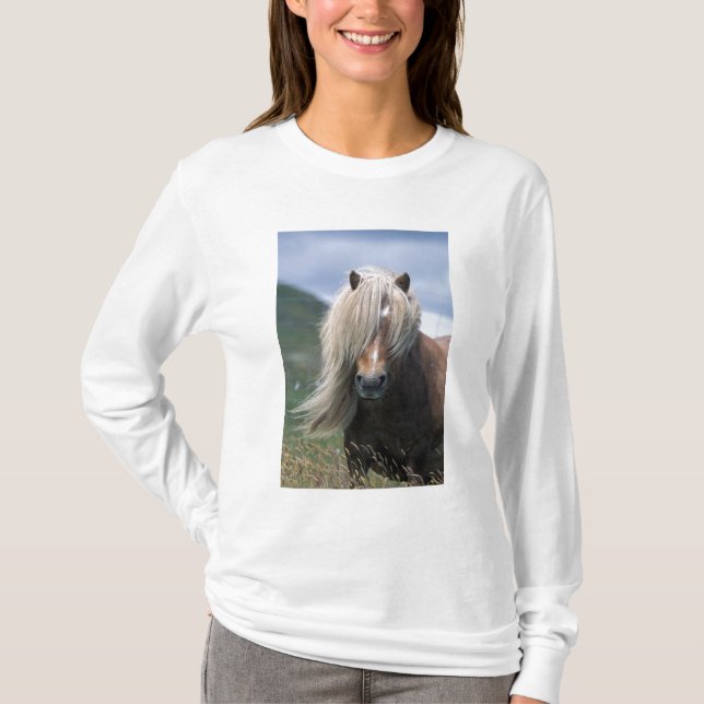Storbritannien, Skottland, Shetland Islands, Shetl Tee (Framsida)