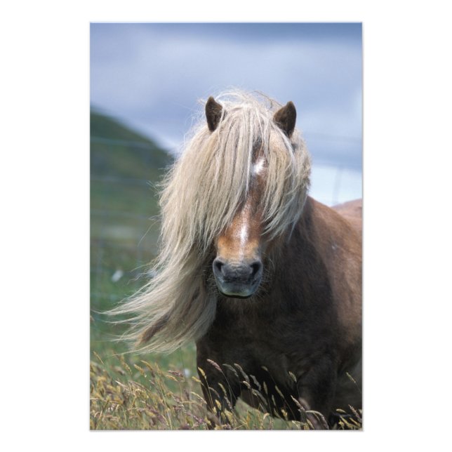 Storbritannien, Skottland, Shetlandsöarna, Shetlan Fototryck (Framsidan)