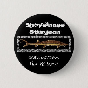 Stören knäppas - den Shovelnose stören Knapp