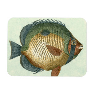 Storfärgad fisk magnet