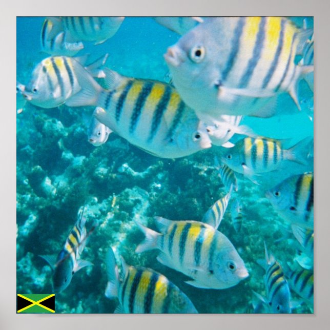 storfisk jamaica poster (Framsidan)