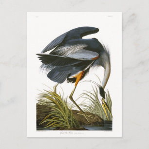 Storhäger, John James Audubon Fine Art Vykort