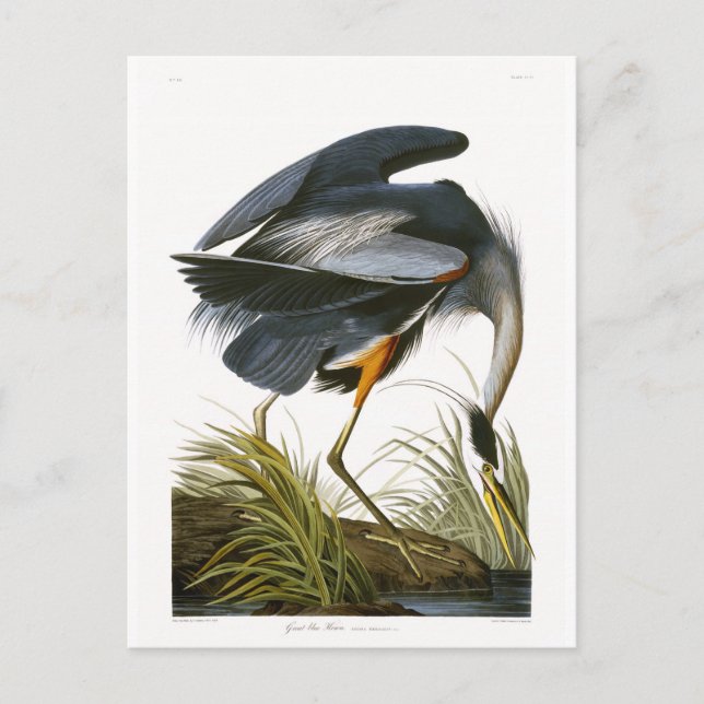 Storhäger, John James Audubon Fine Art Vykort (Framsida)