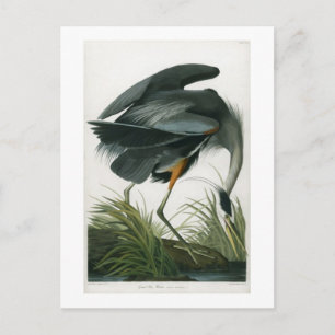 Storhäger, John James Audubon Vykort