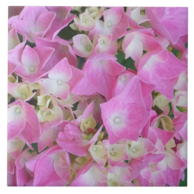 Storhbladig Hortensia Kakelplatta (Framsidan)
